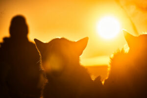 Suède Laponie Kiruna séjour chiens traîneaux husky motoneige safari soleil voyages o-nord
