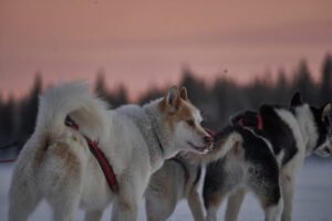Suède Laponie Kiruna séjour chiens traîneaux husky magie hiver voyages o-nord