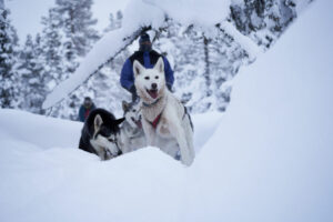 Suède Laponie Kiruna séjour chiens traîneaux husky neige montagne magie hiver soleil voyages o-nord
