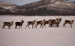 Suède Laponie Kiruna séjour chiens traîneaux husky neige montagne magie hiver soleil rennes safari voyages o-nord