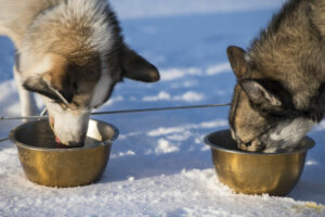 Suède Laponie Kiruna séjour chiens traîneaux husky neige montagne pause gamelle chemin du roi voyages o-nord