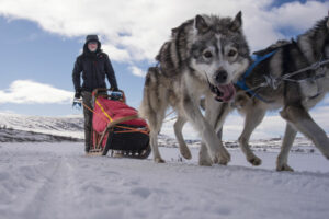 Suède Laponie Kiruna séjour chiens traîneaux husky neige montagne chemin du roi guide voyages o-nord