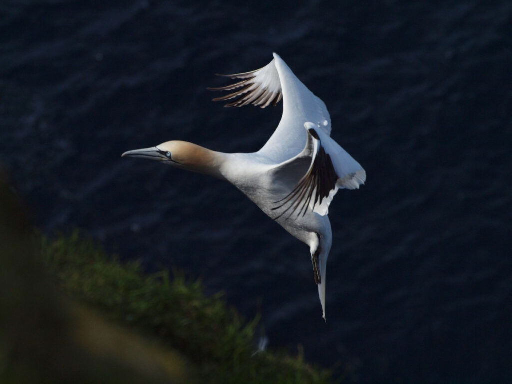 Danemark Iles Féroé séjour safari oiseaux mer Mykines village nature mer aventure voyage o-nord