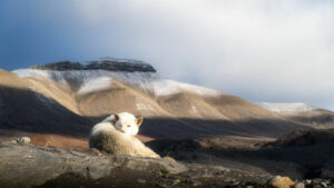 Svalbard Spitzberg séjour Nord sans limites découverte montagnes été chiens husky roches repos voyage o-nord