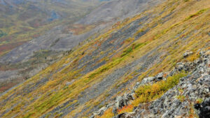 Canada Yukon Patagonie séjour excursion randonnée montagnes paysage nature foret flore voyage o-nord