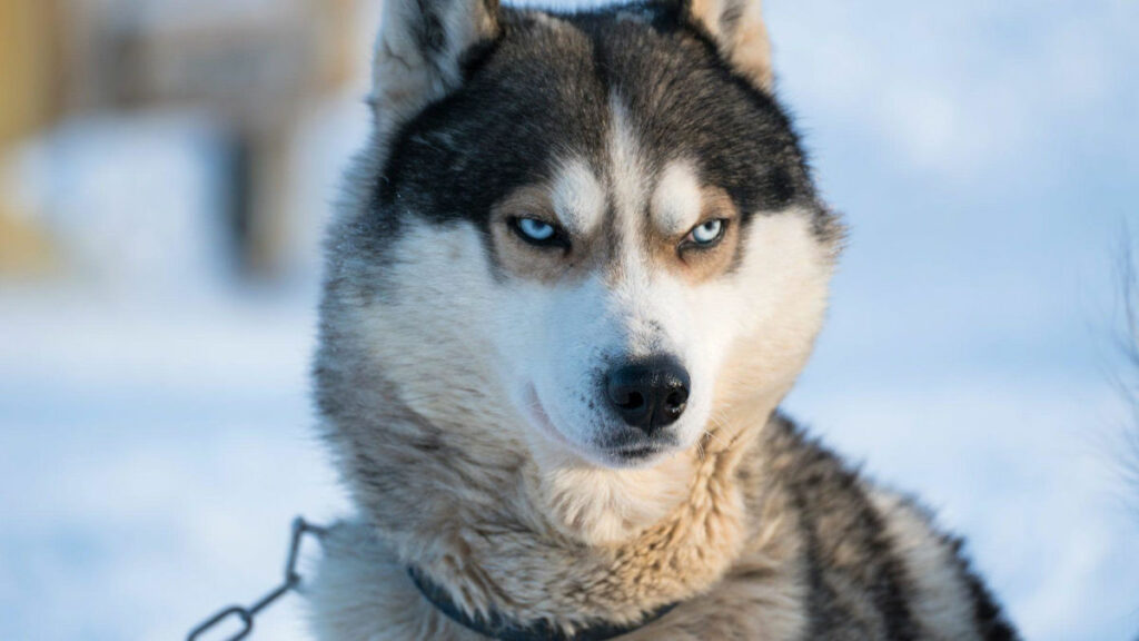 Spitzberg Svalbard Arctique route télégraphe aventure chiens traineau husky montagnes neige voyage o-nord