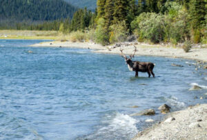 Canada Yukon safari peche sejour poisson cerf foret nature faune montagnes barque voyage o-nord