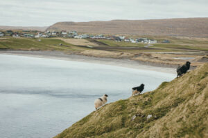 Iles Faroe Danemark Vagar séjour autotour sensations fortes aventures excursion randonnée animaux faune mouton nature ville activités voyage o-nord