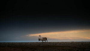 Svalbard Spitzberg séjour Traversée Nordenskiold pied expédition paysage renne faune sauvage animaux observation nature observation voyage o-nord