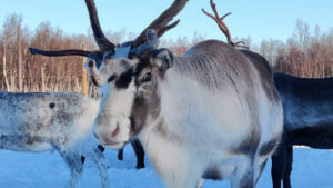 Finlande Laponie Kilpisjärvi Cahkal Hotel Séjour Forfait Package Ferme Rennes Local Saami Hiver Expérience Voyage O-Nord