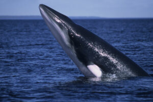 Canada Quebec autotour Cote Nord séjour Baleine Bleue Faune Sauvage Cétacés Observation Voyage O-Nord