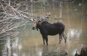 Canada Quebec Autotour Circuit Voiture Eté Itinéraire Paysage Outaouais Elan Animaux Parc Omega Foret Nature Voyage O-Nord