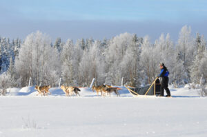 Finlande Ruka Kuusamo Wilderness Lodge Isokenkaisten Klubi séjour hotel Activités excursions husky tranieaux chiens neige hiver voyage o-nord