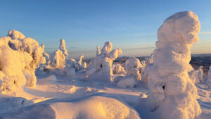 Finlande Ruka Kuusamo Wilderness Lodge Isokenkaisten Klubi séjour hotel Activités paysage arbre foret enneigée vue traineau découverte neige hiver voyage o-nord