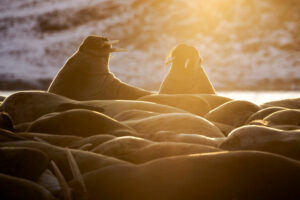 Arctique Spitzberg Latitude Blanche Lumières automne Morses Faune Sauvage Polarfront Croisière Nature Voyage O-Nord