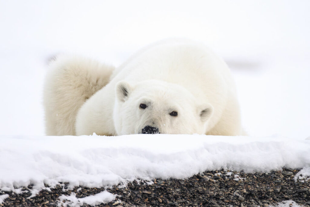 Arctique Spitzberg Latitude Blanche Lumières automne Ours Polaire Neige Faune Sauvage Polarfront Croisière Nature Voyage O-Nord
