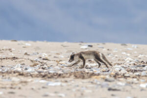 Arctique Spitzberg Latitude Blanche Paysage soleil de minuit Polarfront Roches Faune sauvage animal Expedition Croisière Nature Voyage O-Nord