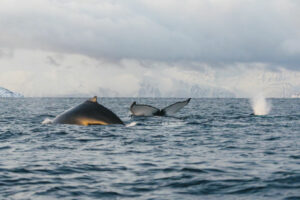 Arctique Norvège Magie Hivernale séjour Croisière Expédition Polarfront Baleine Montagnes Animaux sauvages observation Voyage O-Nord