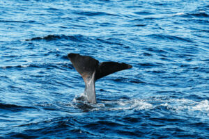 Arctique Norvège Joyaux Printemps séjour Croisière Expédition Polarfront Observation Faune sauvage Baleine Mer Voyage O-Nord