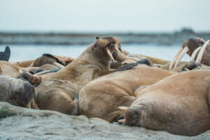 Arctique Spitzberg Lumières Automne séjour Croisière Expédition Polarfront Morses Groupe faune sauvage Voyage O-Nord