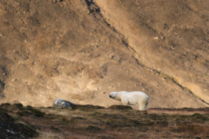 Arctique Spitzberg Lumières Automne séjour Croisière Expédition Polarfront Ours Polaire nature faune sauvage Voyage O-Nord