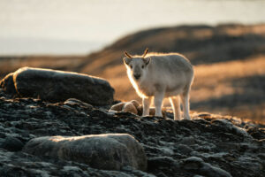 Arctique Spitzberg Lumières Automne séjour Croisière Expédition Polarfront Renne bébé jeune nature faune sauvage Voyage O-Nord