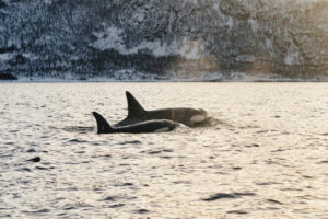 Norvège Arctique Magie Hivernale Cétacés Orques Animaux Marins Nature Paysage Croisière Polarfront Séjour Voyage O-Nord