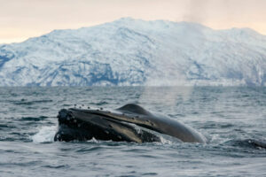 Norvège Arctique Croisière Polarfront Séjour expedition Voyage Photo Baleines Cétacés Observation Voyage O-Nord