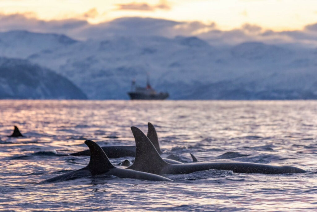 Norvège Arctique Croisière Polarfront Séjour expedition Voyage Photo Cétacés Observation Voyage O-Nord