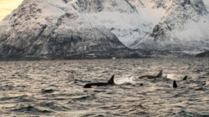 Norvège Arctique Croisière Polarfront Séjour expedition Voyage Photo Orques Cétacés Observation Voyage O-Nord