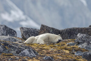 Arctique Spitzberg Latitude Blanche Paysage soleil de minuit Polarfront Roches Faune sauvage Ours polaire Expedition Croisière Nature Voyage O-Nord