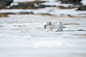 Arctique Spitzberg séjour expédition croisière Polarfront Printemps Polaire Animal Faune sauvage Voyage O-Nord