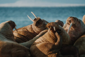 Arctique Spitzberg séjour expédition croisière Polarfront Printemps Polaire Morses Voyage O-Nord