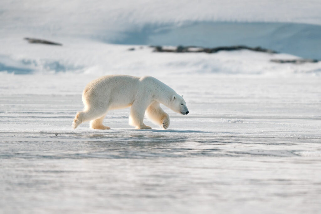 Arctique Spitzberg séjour expédition croisière Polarfront Printemps Polaire Ours Voyage O-Nord