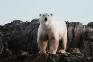 Arctique Groenland Latitude Blanche Scoresby Sund Polarfront Croisière Ours polaire roches Voyage O-Nord