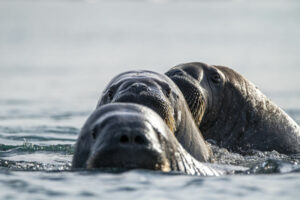 Arctique Spitzberg Svalbard Soleil séjour Croisière Expédition Polarfront Morses Observation animaux faune sauvage Voyage O-Nord