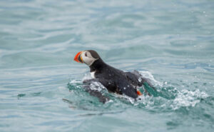 Arctique Spitzberg Svalbard Soleil séjour Croisière Expédition Polarfront Oiseau eau faune sauvage macareux Voyage O-Nord