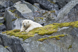 Arctique Spitzberg Svalbard Soleil séjour Croisière Expédition Polarfront Ours polaire Roches Voyage O-Nord