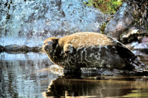 Finlande Oravi Saimaa Lac Foret Activités Phoque découverte observation animaux faune sauvage Nature Voyage O-Nord