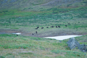 Canada Yukon Whitehorse Trekking Randonnée Bisons animaux Faune Nature Sauvage Paysage Montagne Eté Voyage O-Nord