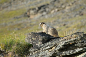 Canada Yukon Whitehorse Trekking Randonnée Bisons Marmotte Animaux Faune Faune Nature Sauvage Paysage Montagne Eté Voyage O-Nord