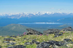 Canada Yukon Whitehorse Trekking Randonnée Bisons Nature Sauvage Paysage Montagne Eté Voyage O-Nord