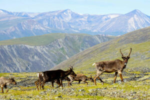 Canada Yukon Whitehorse Trekking Randonnée Montagnes Côtières Animaux Faune Sauvage Paysage Montagne Eté Voyage O-Nord