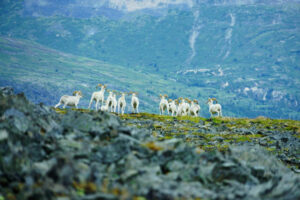 Canada Yukon Whitehorse Trekking Randonnée Montagnes Côtières Animaux Faune Sauvage Paysage Montagne Eté Voyage O-Nord