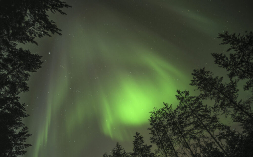 Finlande Vuokatti Northern Lights aurores boréales sapin foret nuit vert expedition neige activités Voyage O-Nord