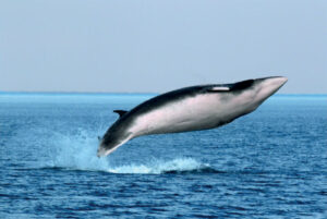 Canada Merveilles Québec Cote Nord Baleine Observation Cétacés Faune Sauvage Excursion Bateau Nature Voyage O-Nord