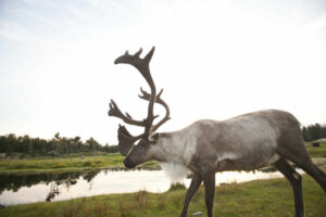 Canada Merveilles Québec Lac Saguenay Saint Jean Faune sauvage Caribou Elan Parc Paysage Vue Excursion Nature Voyage O-Nord