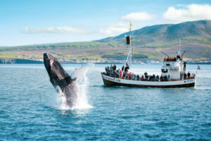 Islande Autotour Eté Nature aventure Paysage Husavik Baleine Observation Bateau Voyage O-Nord