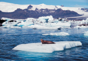 Islande Autotour Eté Nature aventure Paysage Phoque Iceberg Glace Voyage O-Nord