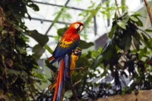 Canada Québec Evasion Famille Autotour Nature Biodome Montreal Perroquets Faune Zoo Voyage O-Nord
